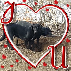 Meet your Posher, Bobbi